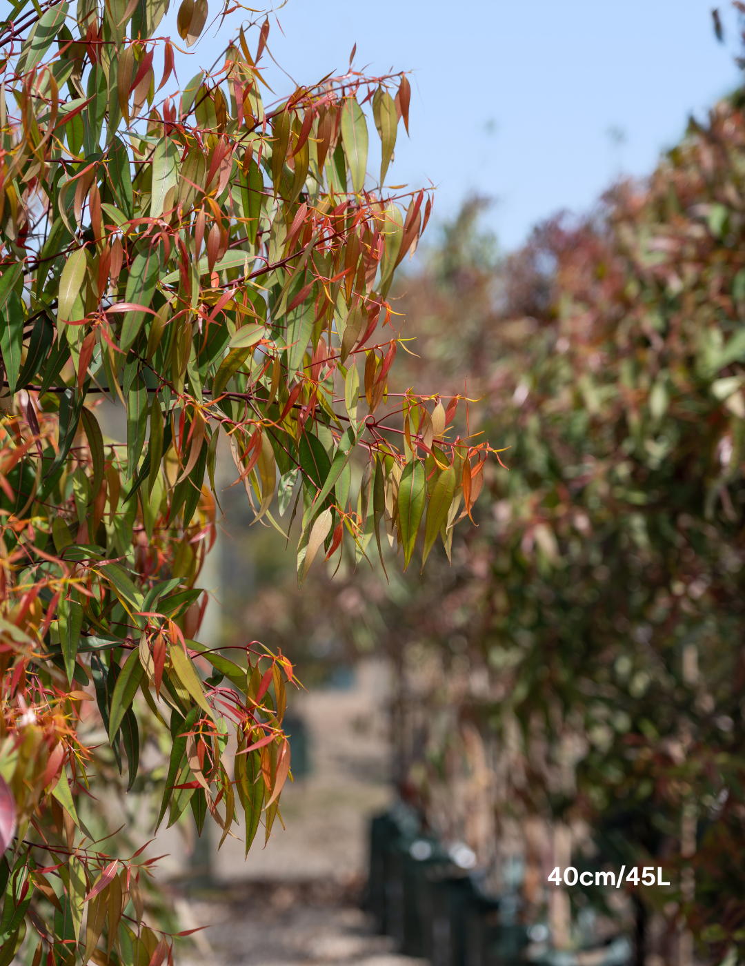 Angophora costata - Sydney Red Gum