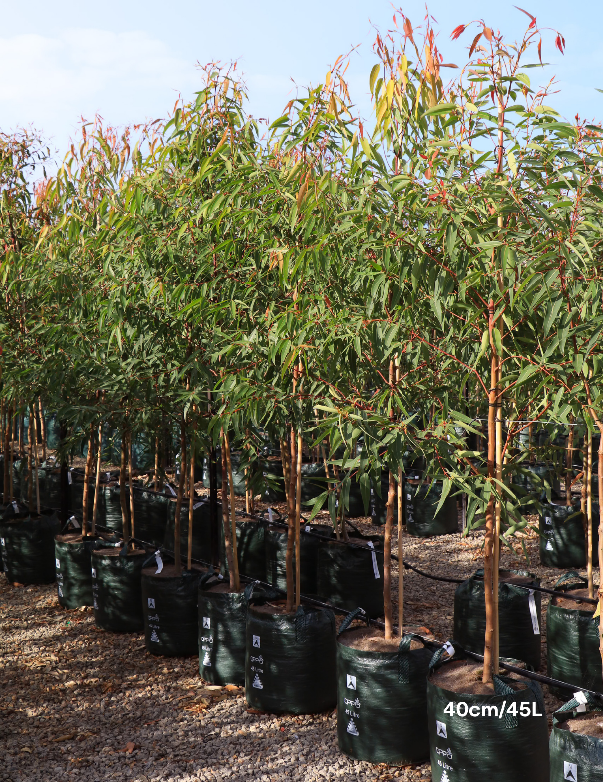 Angophora costata - Sydney Red Gum - Evergreen Trees Direct