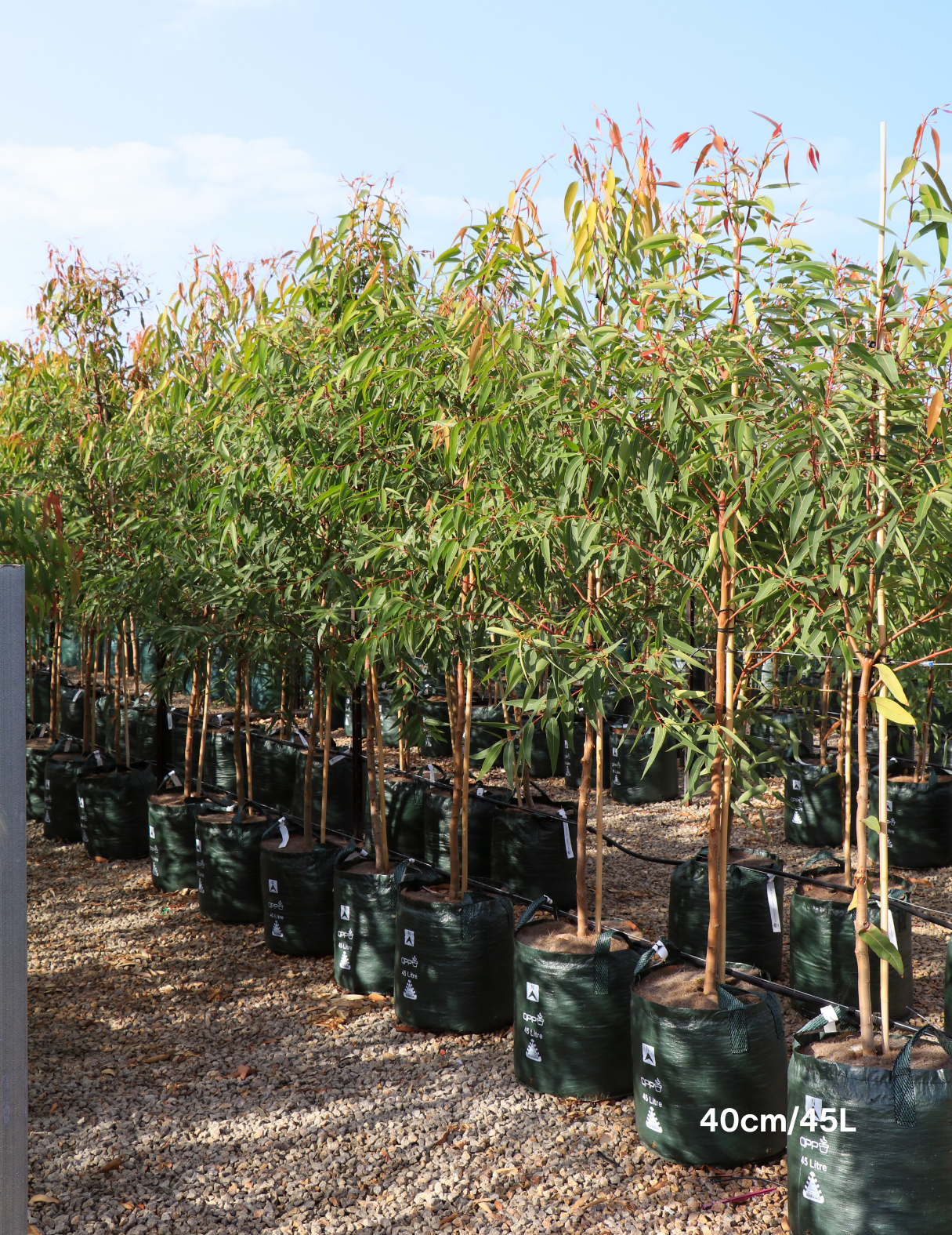 Angophora costata - Sydney Red Gum - Evergreen Trees Direct