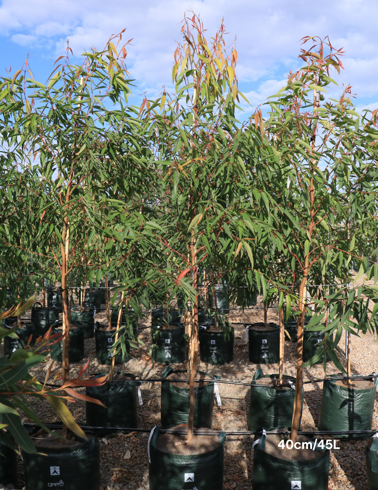 Angophora costata - Sydney Red Gum - Evergreen Trees Direct