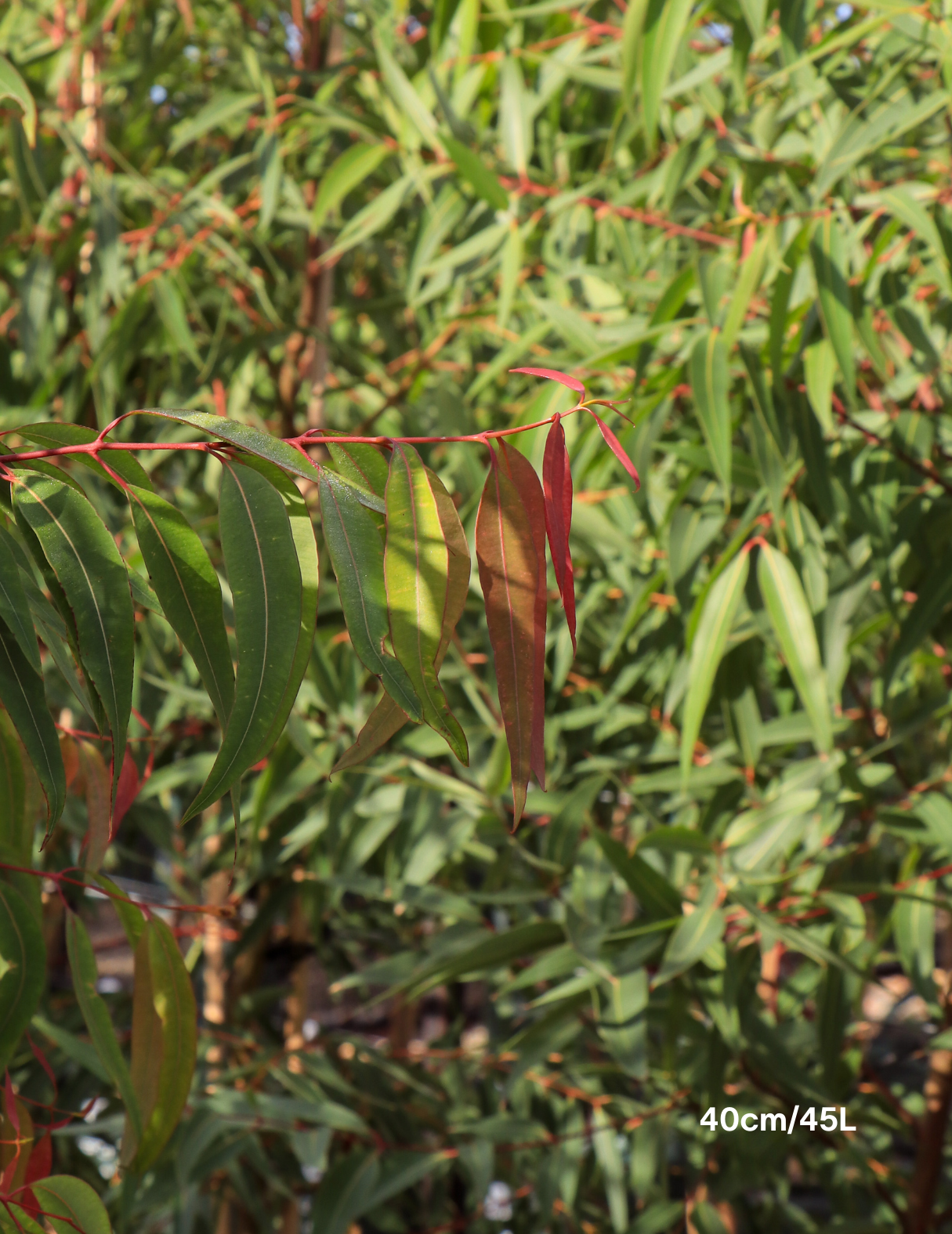 Angophora costata - Sydney Red Gum - Evergreen Trees Direct