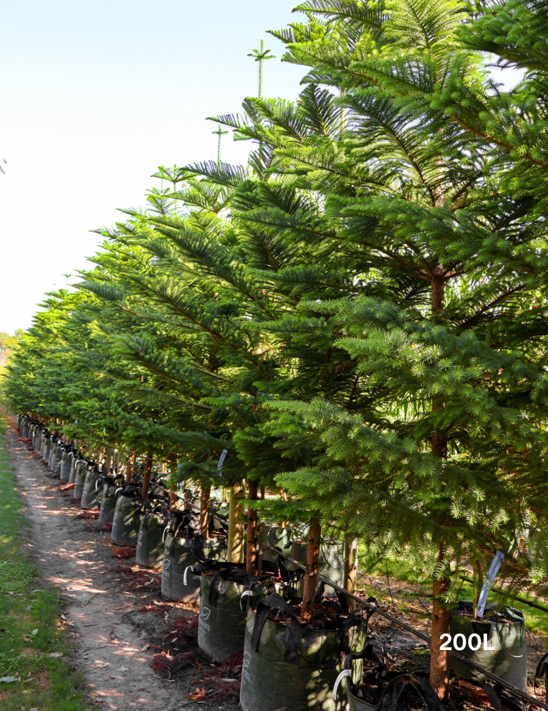 Araucaria heterophylla - Norfolk Island Pine - Evergreen Trees Direct