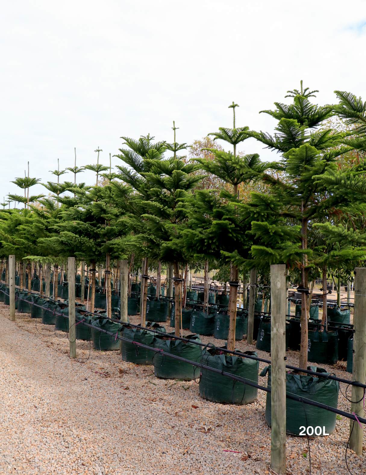 Araucaria heterophylla - Norfolk Island Pine - Evergreen Trees Direct