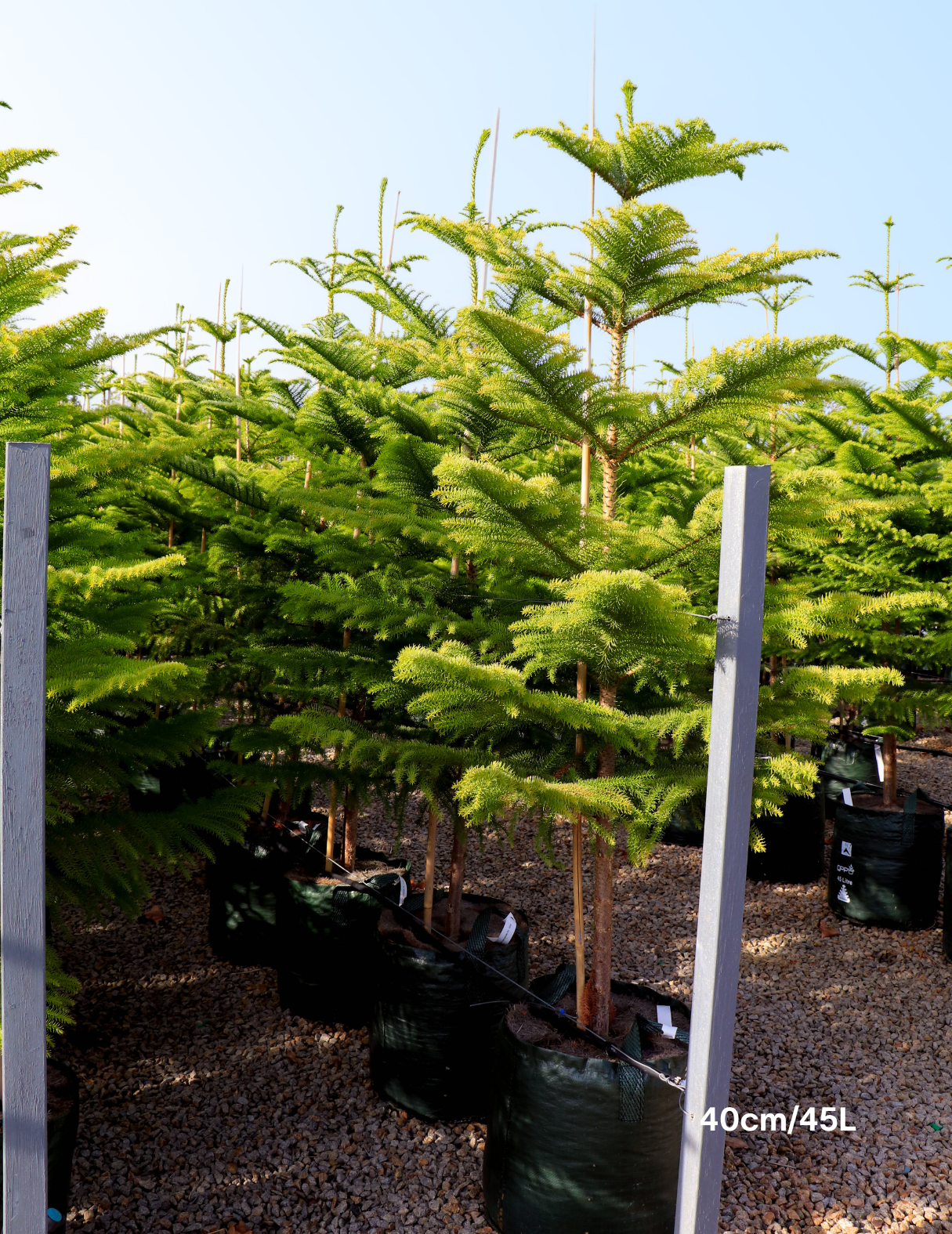 Araucaria heterophylla - Norfolk Island Pine - Evergreen Trees Direct