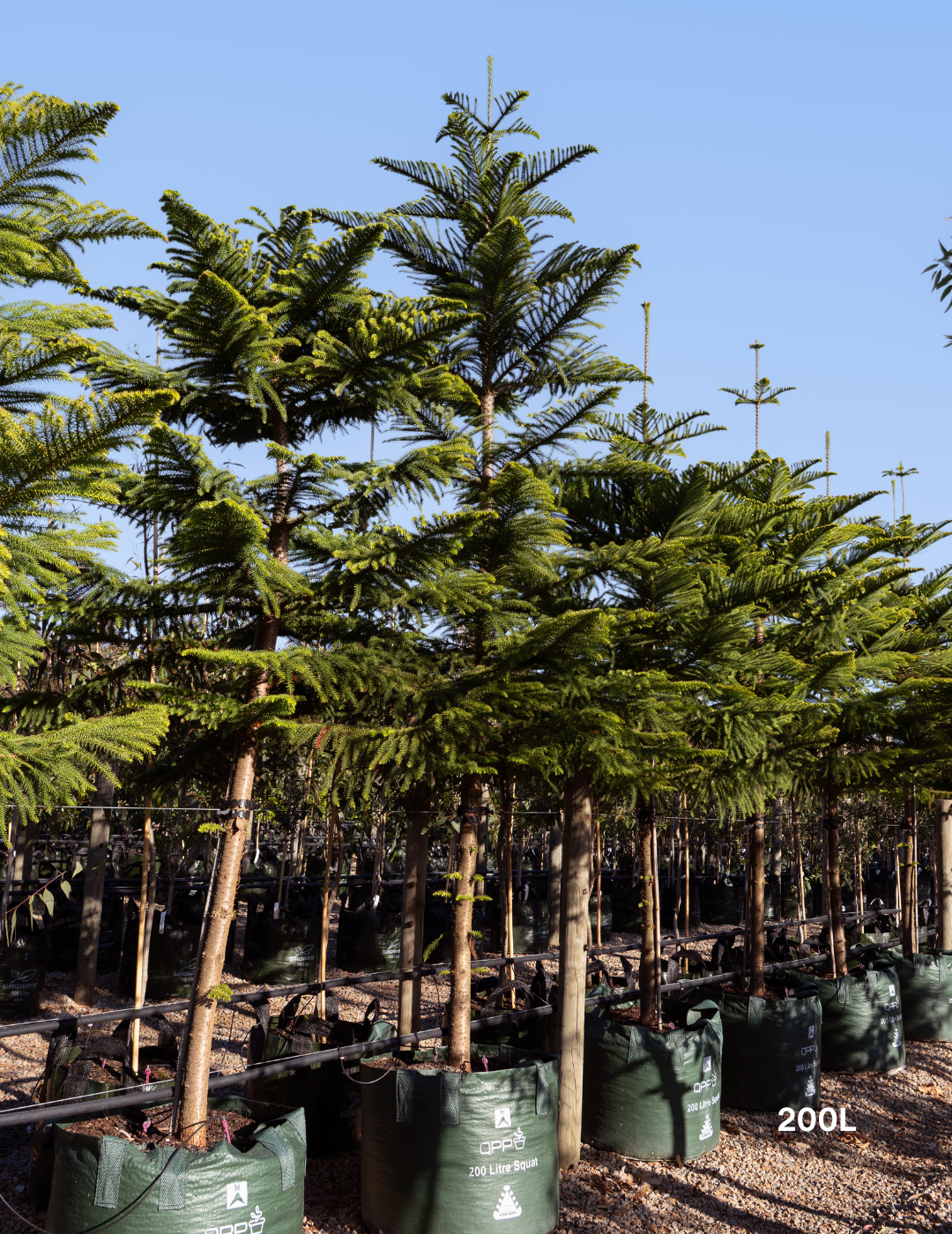 Araucaria heterophylla - Norfolk Island Pine - Evergreen Trees Direct