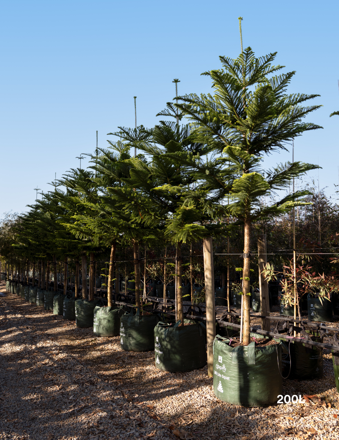 Araucaria heterophylla - Norfolk Island Pine - Evergreen Trees Direct