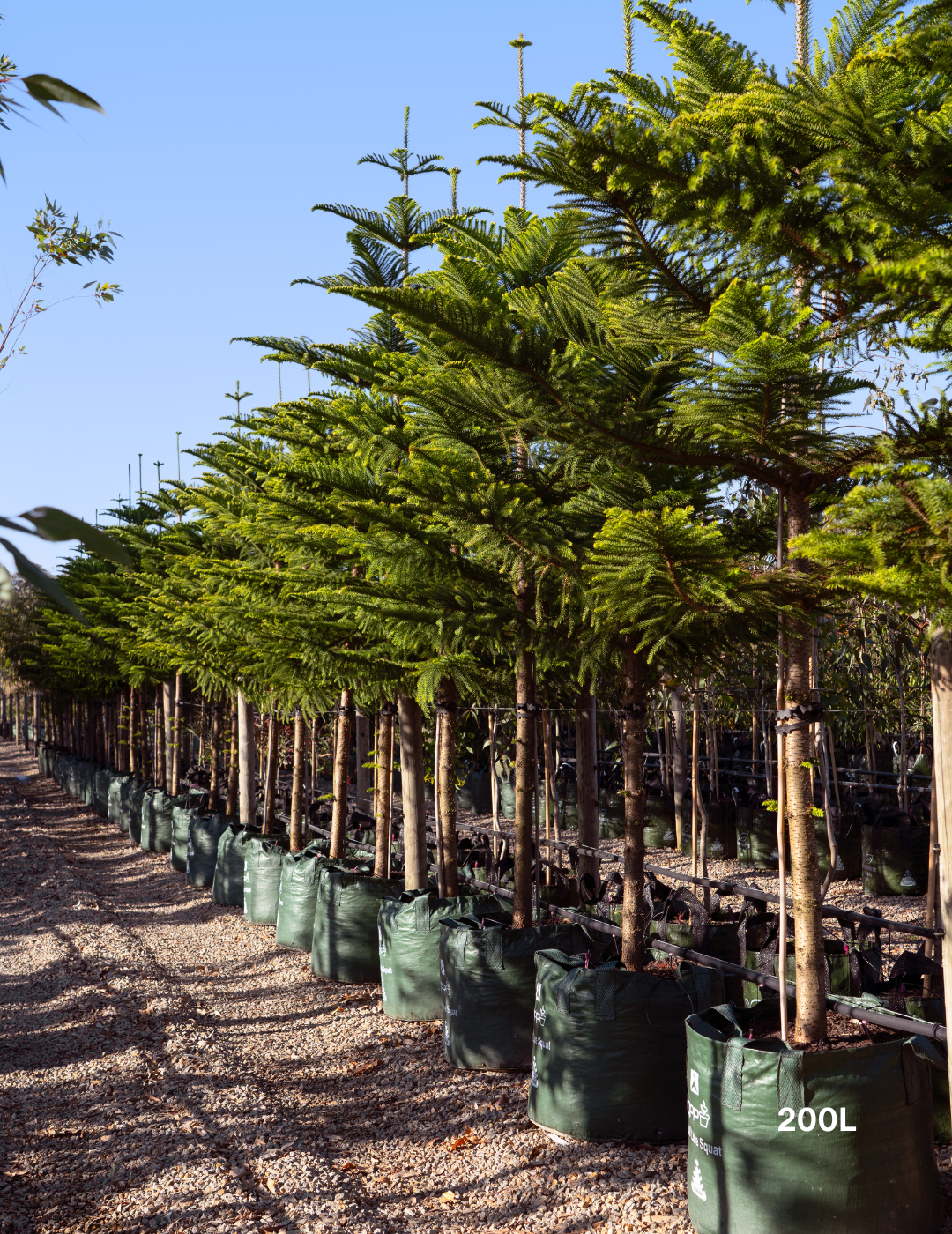 Araucaria heterophylla - Norfolk Island Pine - Evergreen Trees Direct
