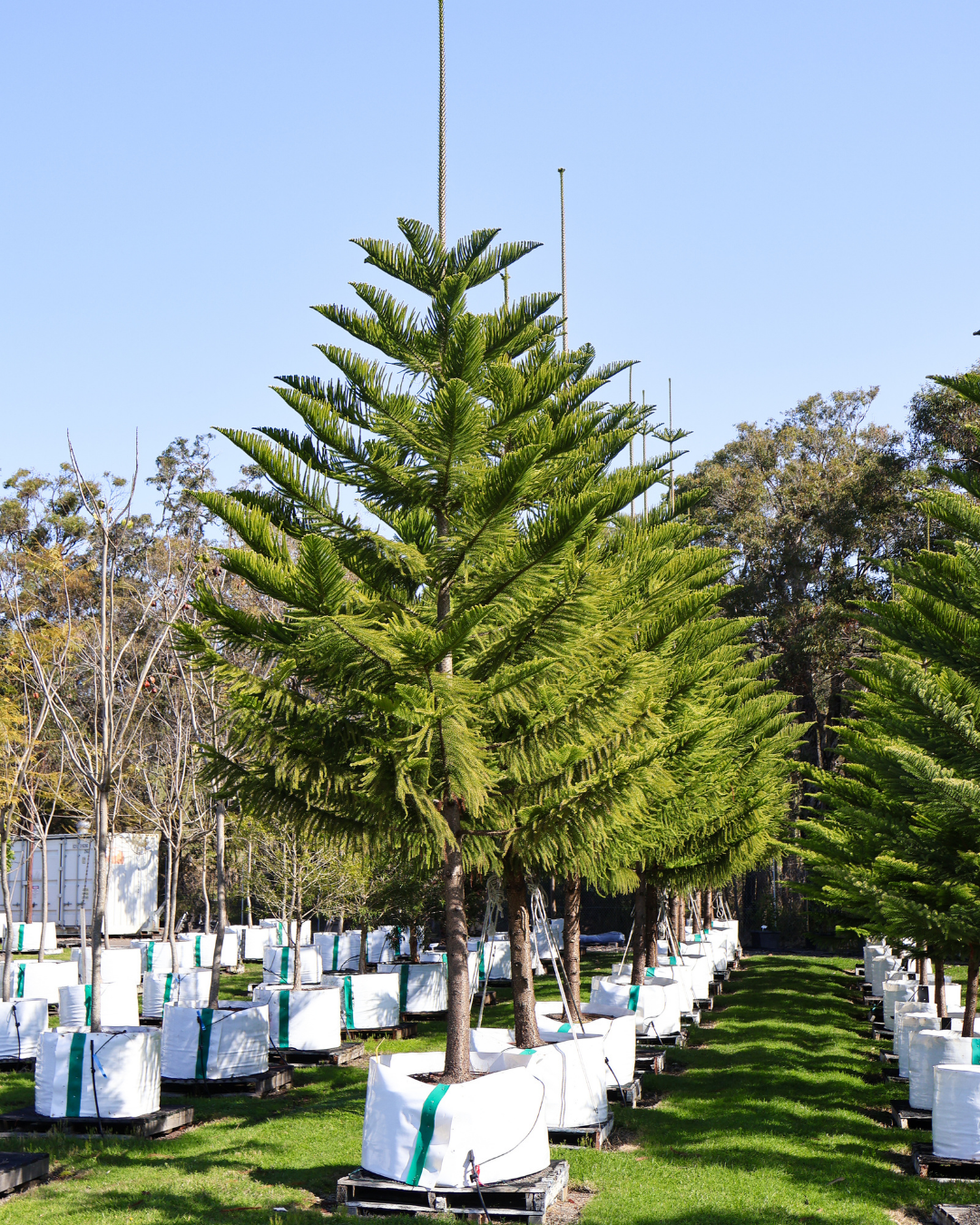 Araucaria heterophylla - Norfolk Island Pine