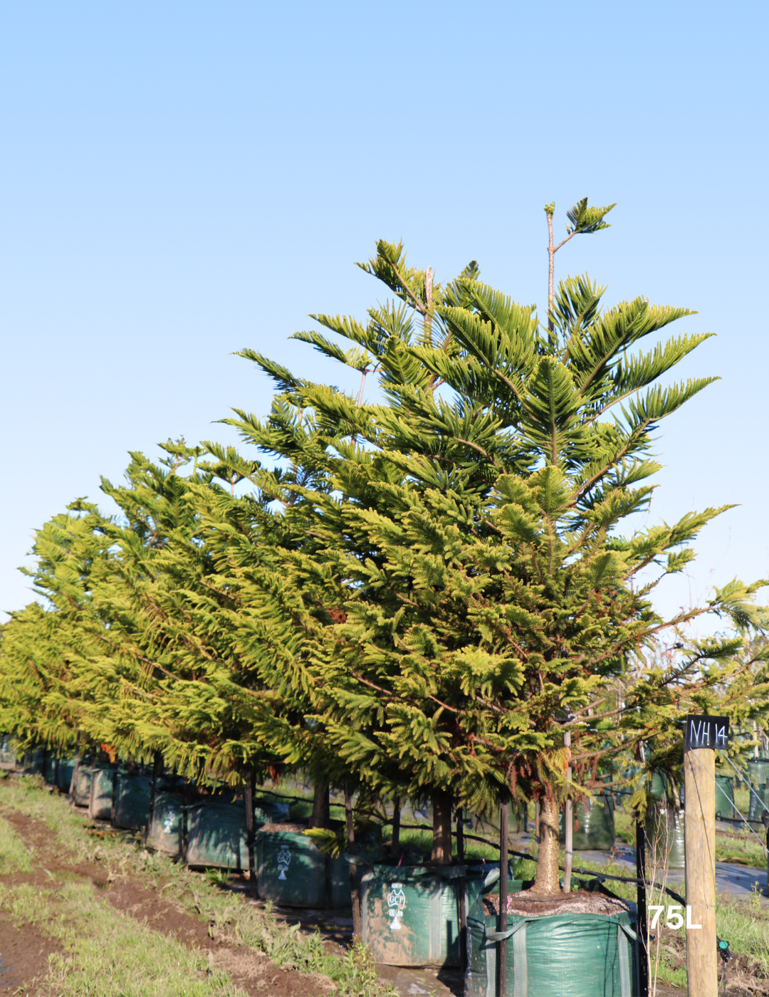 Araucaria heterophylla - Norfolk Island Pine - Evergreen Trees Direct