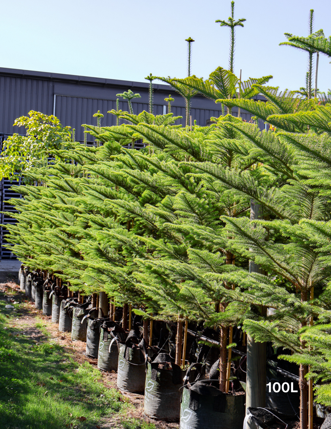 Araucaria heterophylla - Norfolk Island Pine - Evergreen Trees Direct
