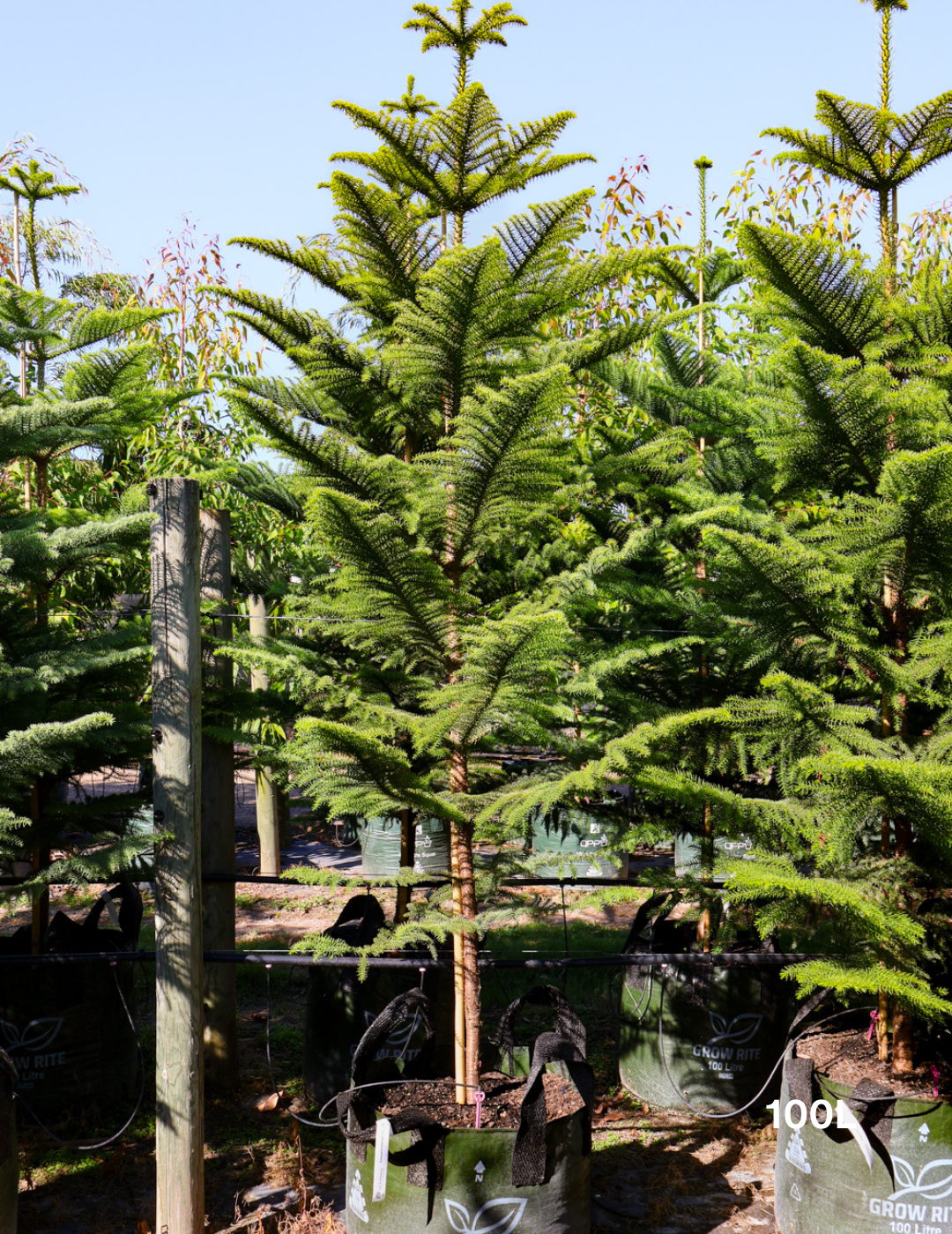 Araucaria heterophylla - Norfolk Island Pine - Evergreen Trees Direct