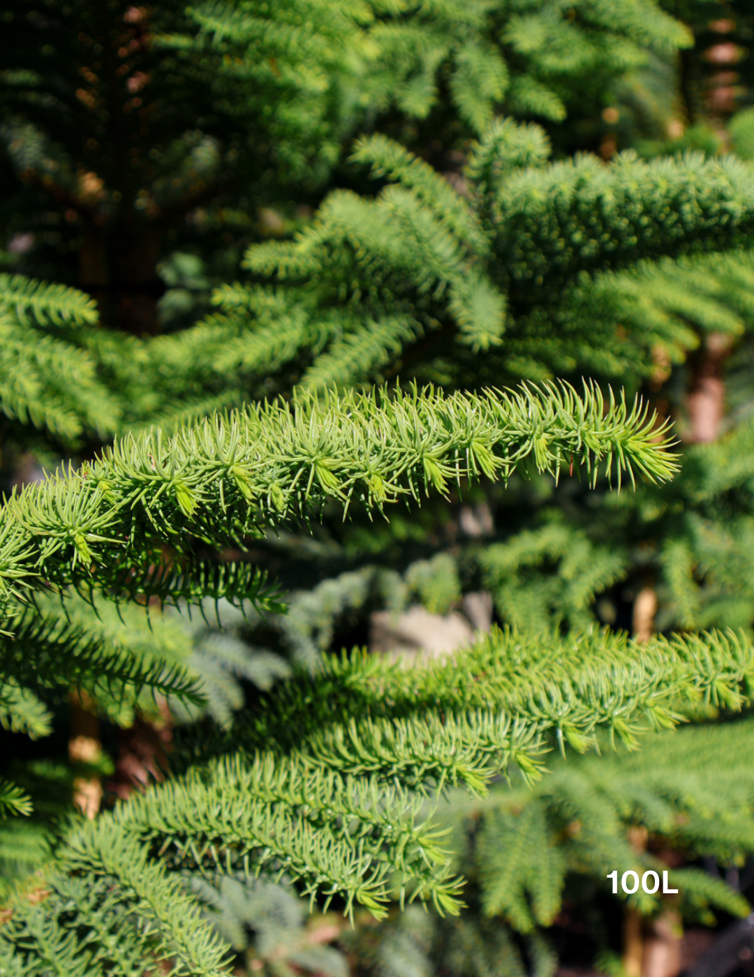 Araucaria heterophylla - Norfolk Island Pine - Evergreen Trees Direct