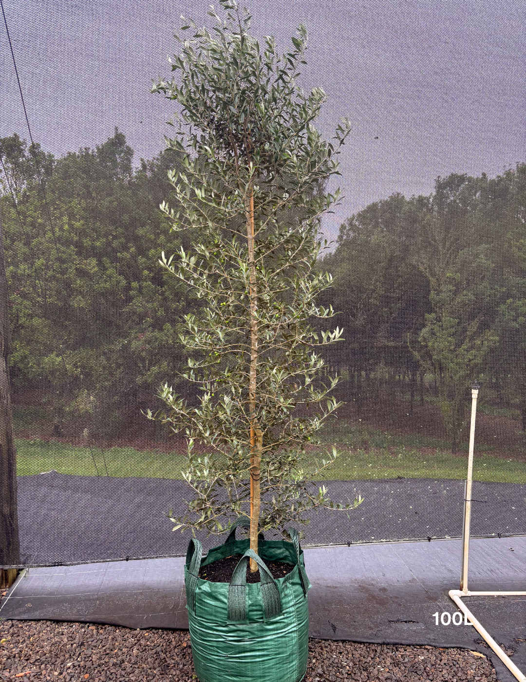 Arbequina Olive (Olea europaea 'Arbequina')