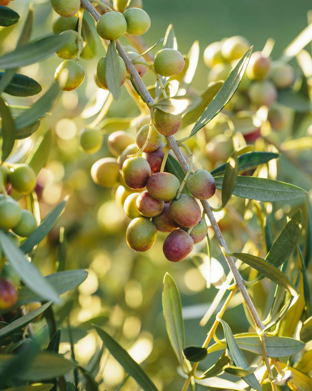 Arbequina Olive (Olea europaea 'Arbequina')