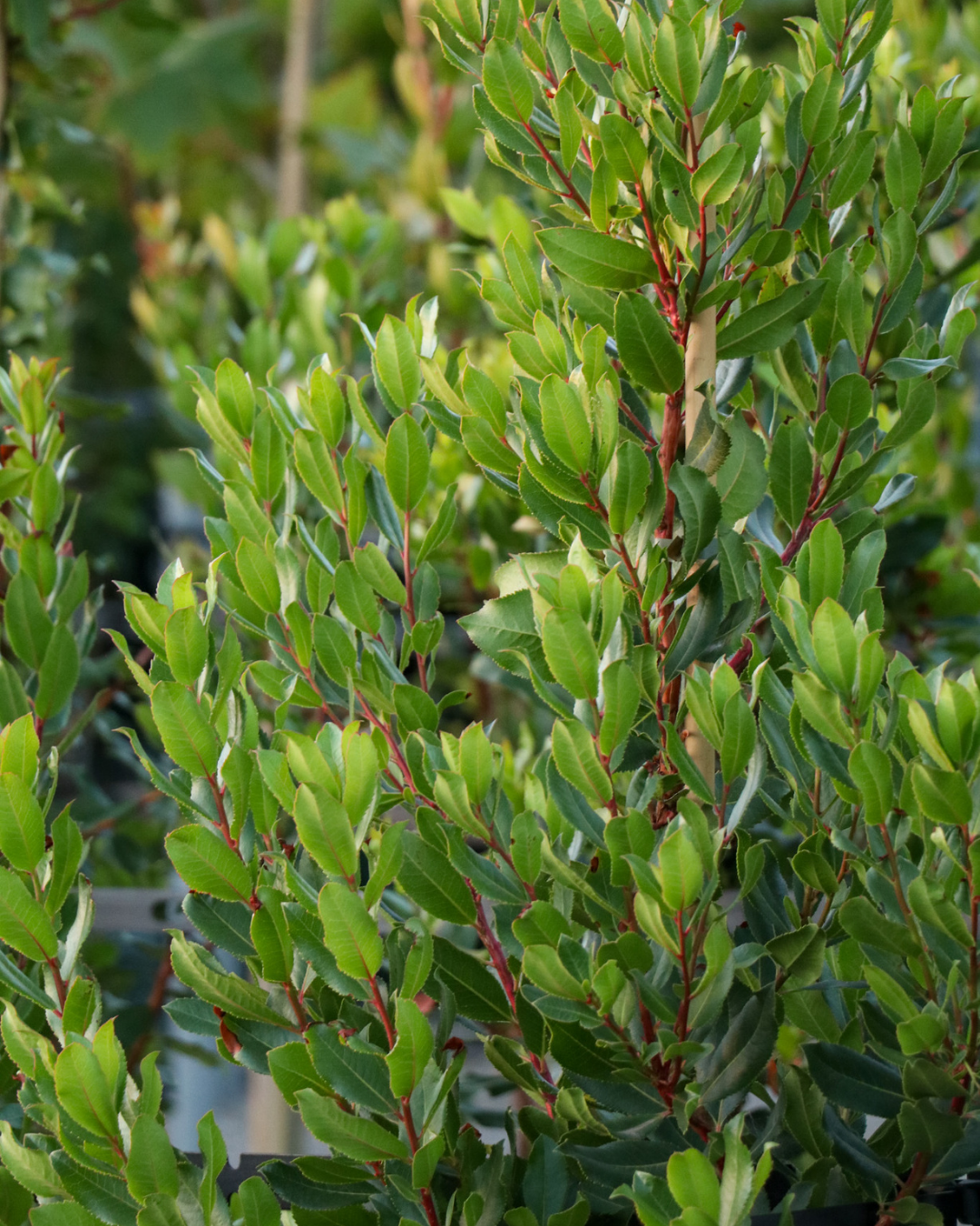Arbutus canariensis