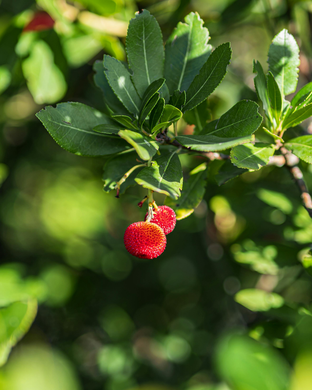 Arbutus unedo - Strawberry Tree