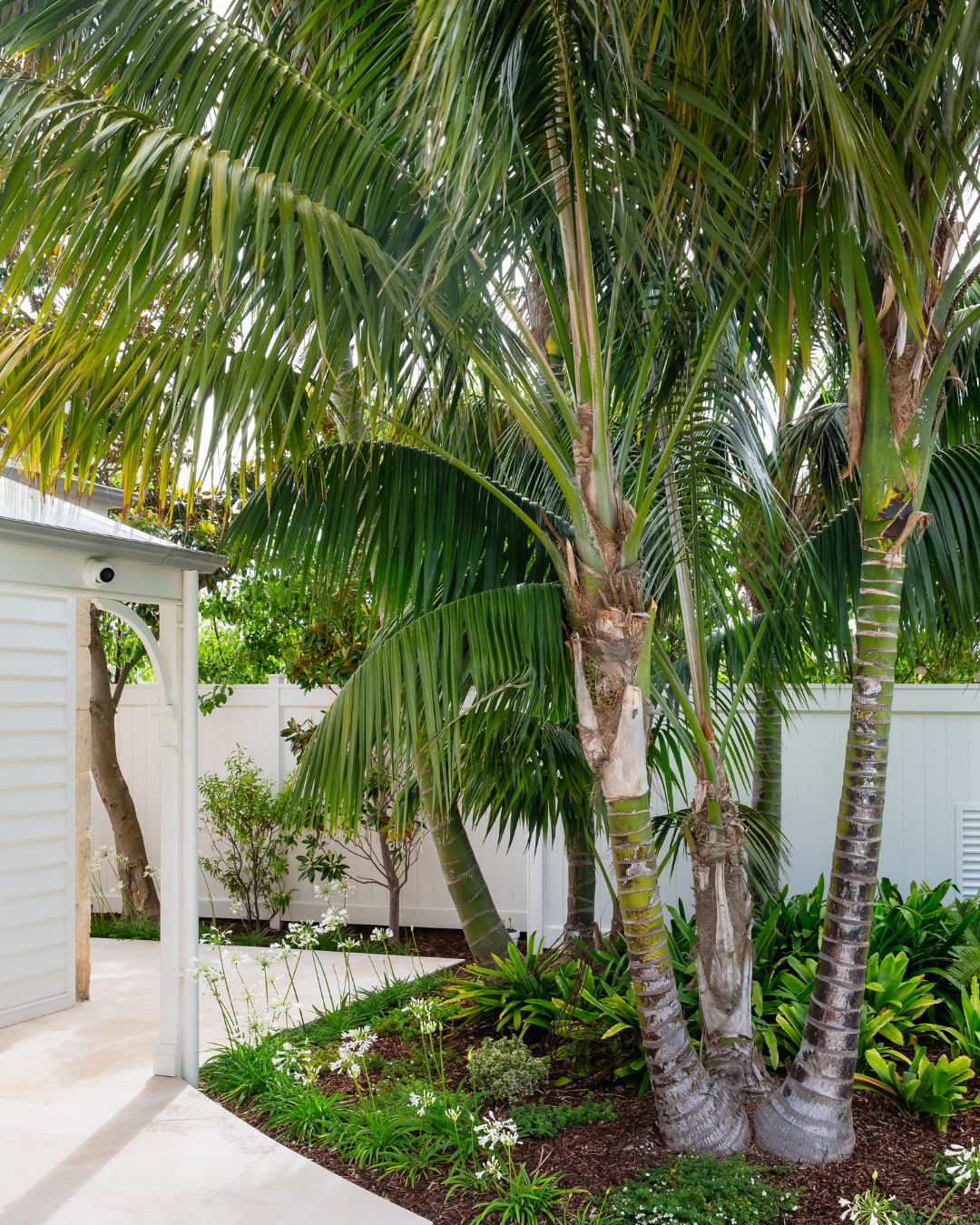 Archontophoenix cunninghamiana Bangalow Palm