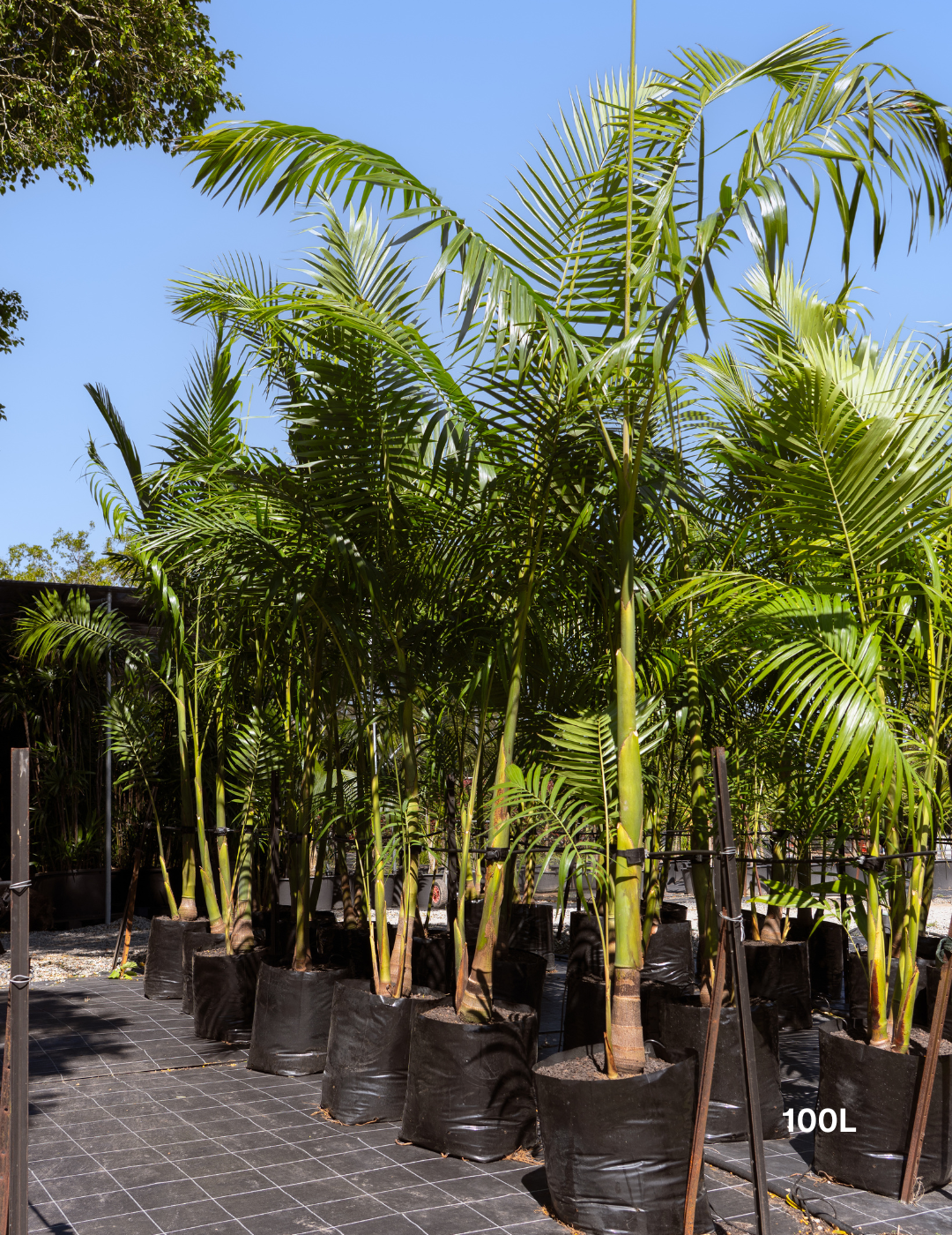 Archontophoenix cunninghamiana Bangalow Palm - Evergreen Trees Direct