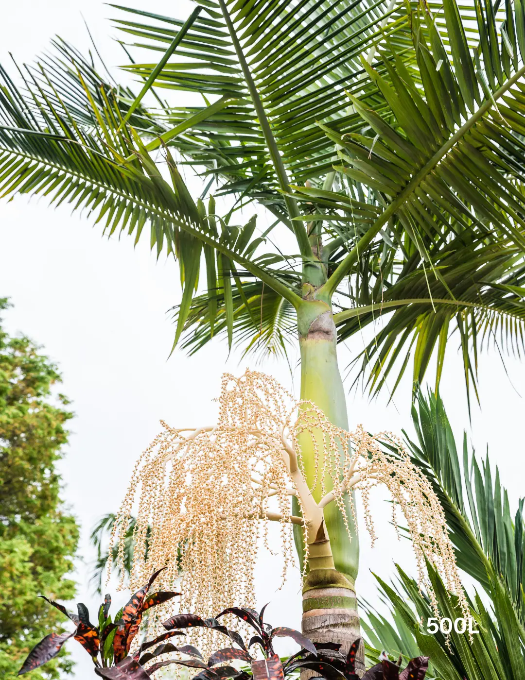 Archontophoenix cunninghamiana Bangalow Palm - Evergreen Trees Direct