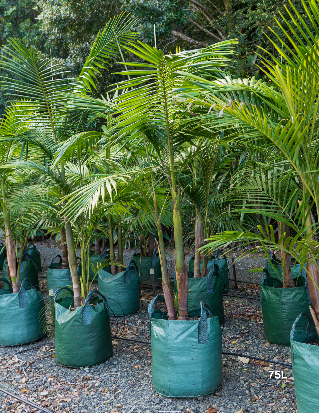 Archontophoenix cunninghamiana Bangalow Palm - Evergreen Trees Direct