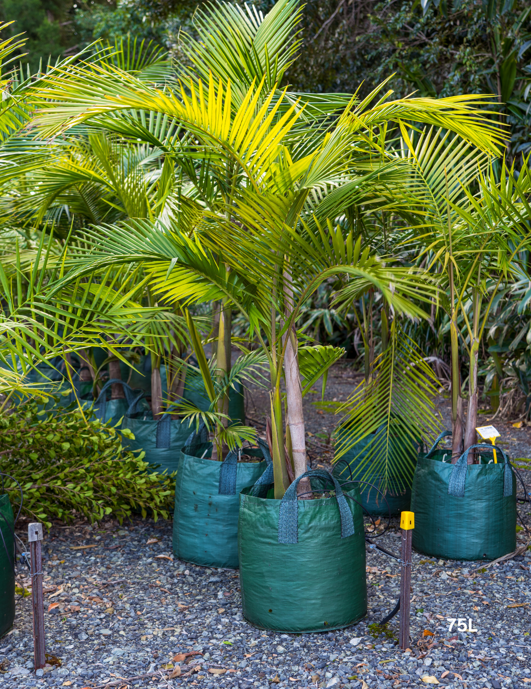 Archontophoenix cunninghamiana Bangalow Palm - Evergreen Trees Direct