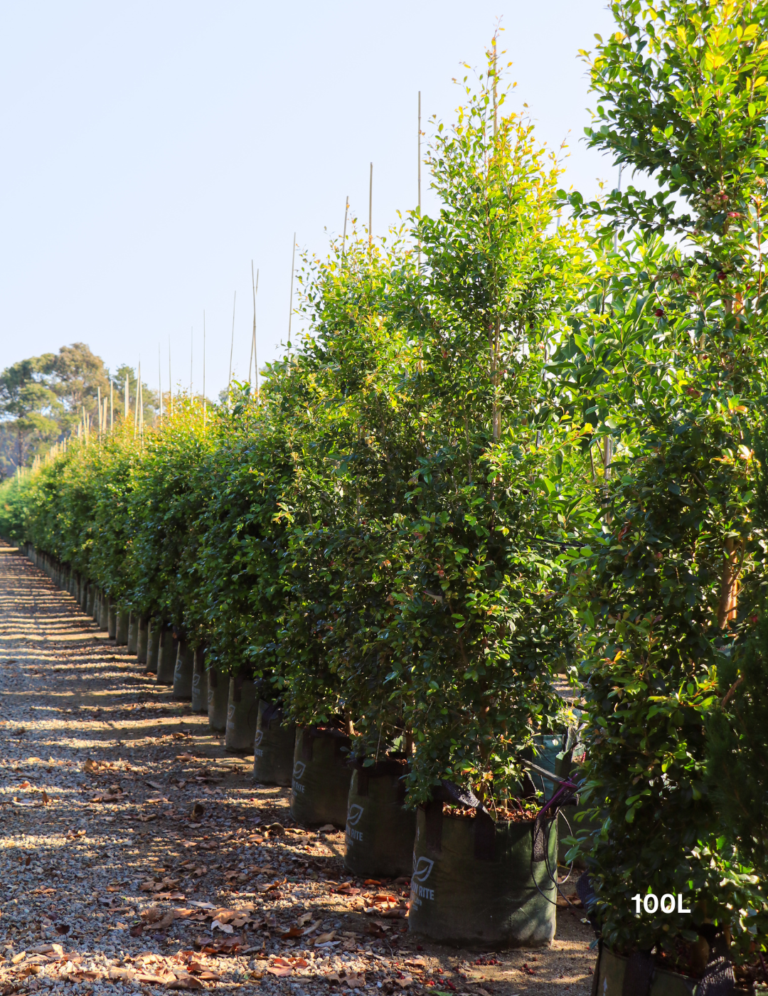Syzygium paniculatum 'Backyard Bliss' - Lilly Pilly - Evergreen Trees Direct