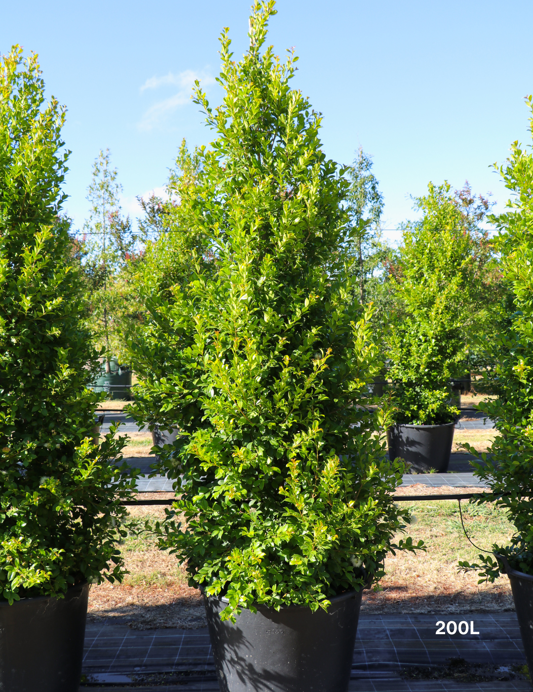Syzygium paniculatum 'Backyard Bliss' - Lilly Pilly - Evergreen Trees Direct