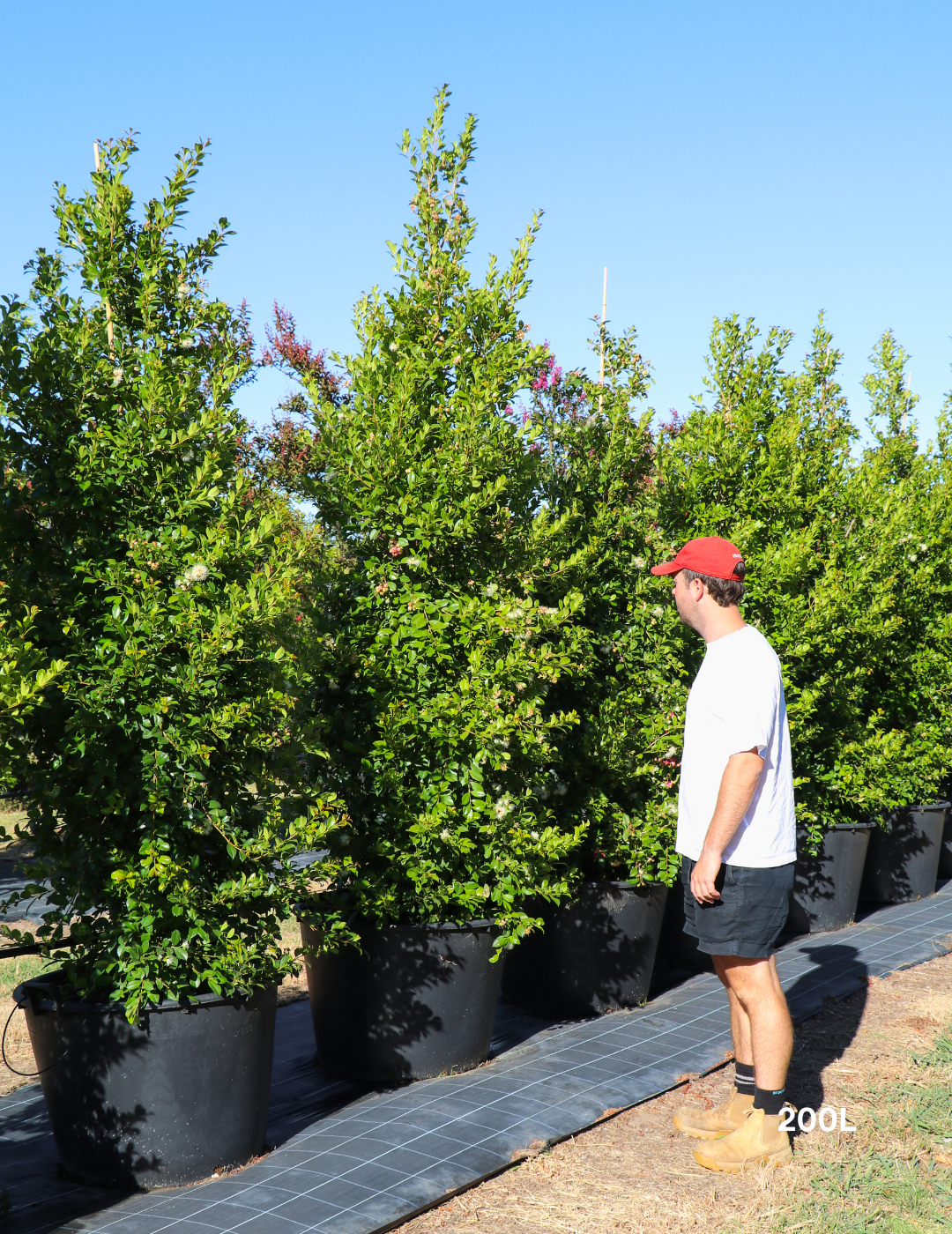 Syzygium paniculatum 'Backyard Bliss' - Lilly Pilly - Evergreen Trees Direct