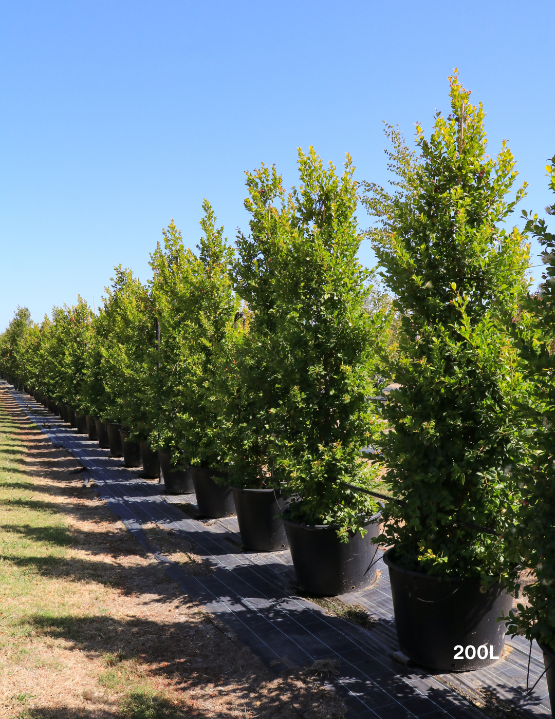 Syzygium paniculatum 'Backyard Bliss' - Lilly Pilly - Evergreen Trees Direct