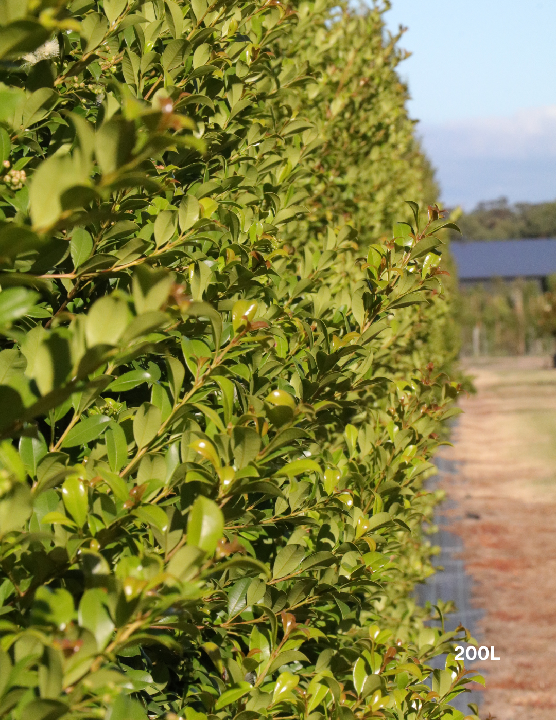 Syzygium paniculatum 'Backyard Bliss' - Lilly Pilly - Evergreen Trees Direct