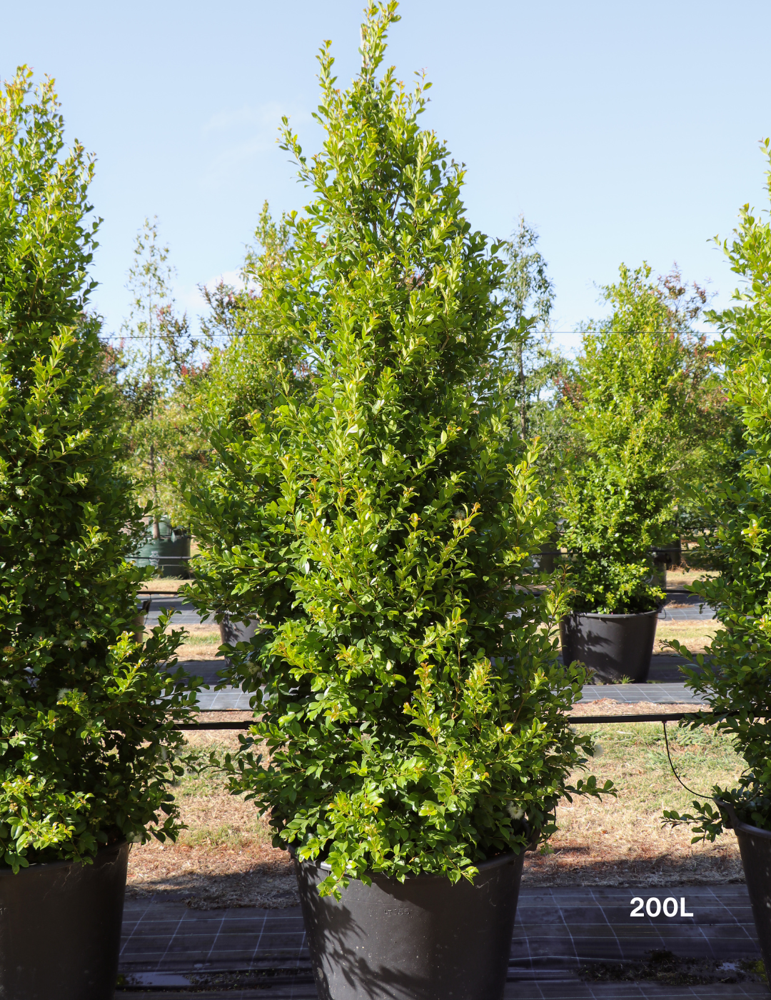 Syzygium paniculatum 'Backyard Bliss' - Lilly Pilly - Evergreen Trees Direct