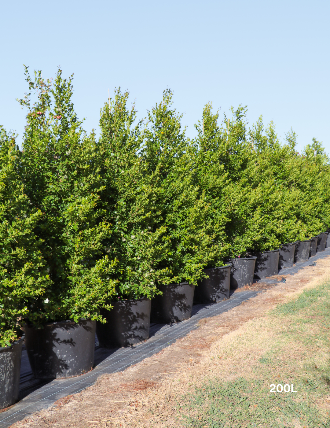 Syzygium paniculatum 'Backyard Bliss' - Lilly Pilly - Evergreen Trees Direct