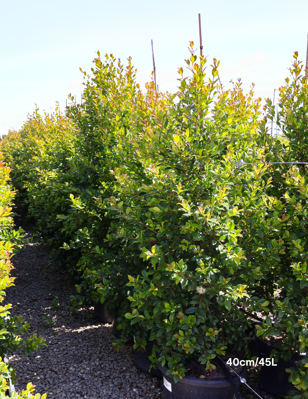 Syzygium paniculatum 'Backyard Bliss' - Lilly Pilly - Evergreen Trees Direct