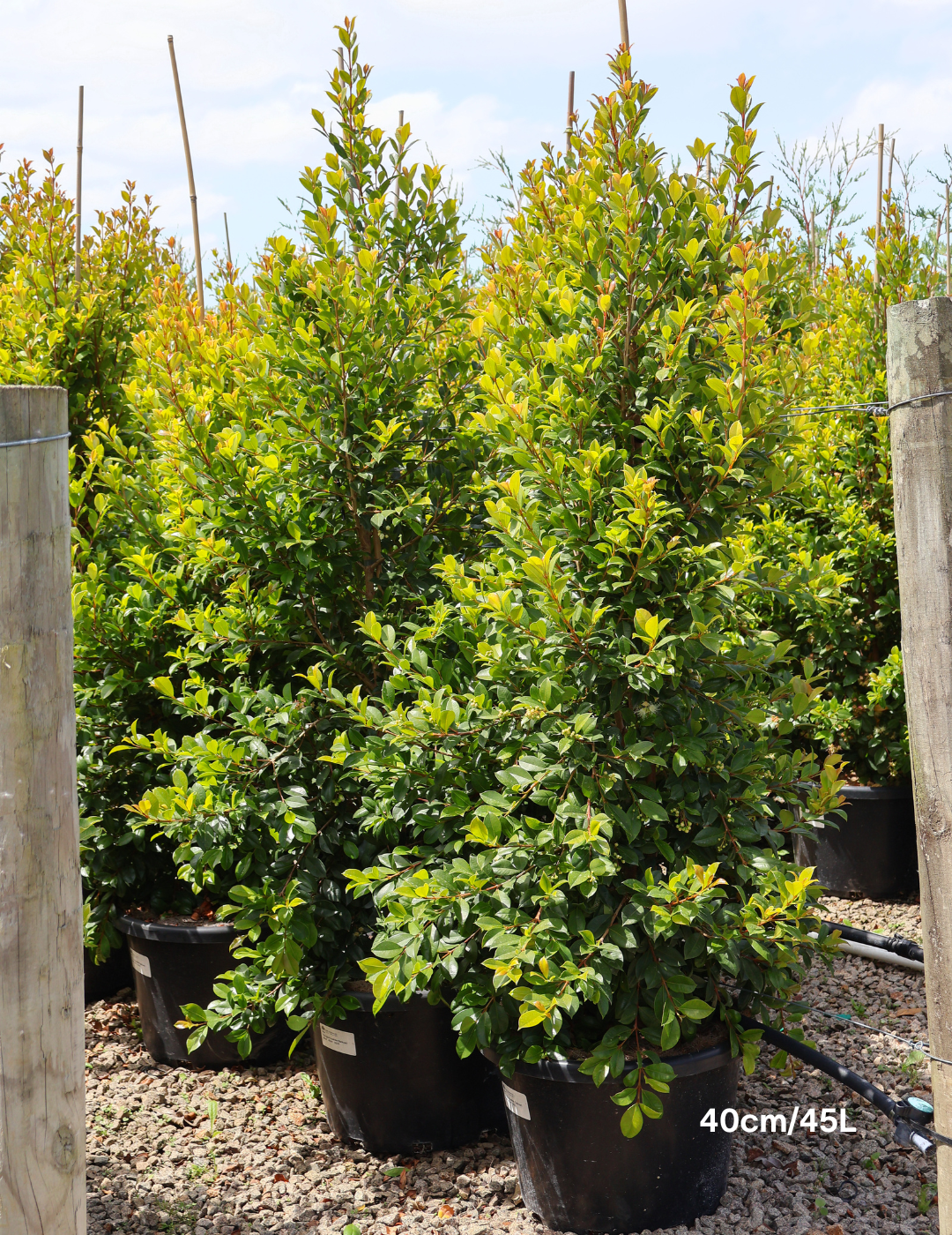 Syzygium paniculatum 'Backyard Bliss' - Lilly Pilly - Evergreen Trees Direct