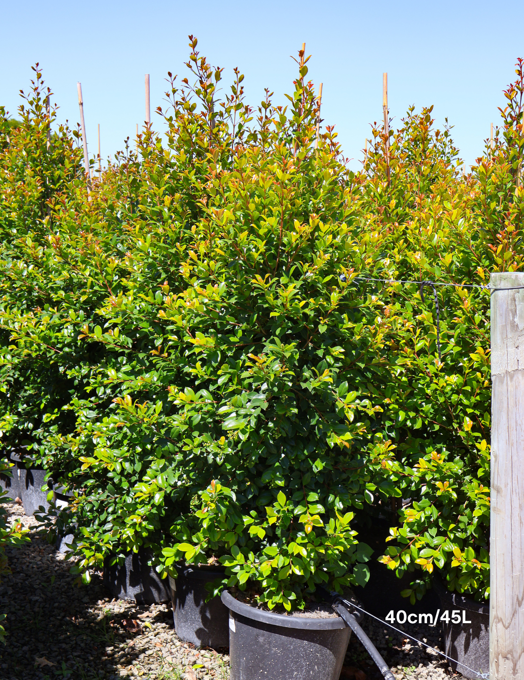 Syzygium paniculatum 'Backyard Bliss' - Lilly Pilly - Evergreen Trees Direct