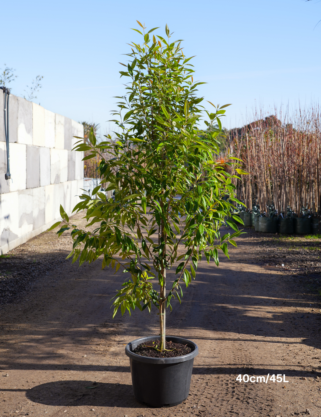 Backhousia citriodora - Lemon Myrtle - Evergreen Trees Direct