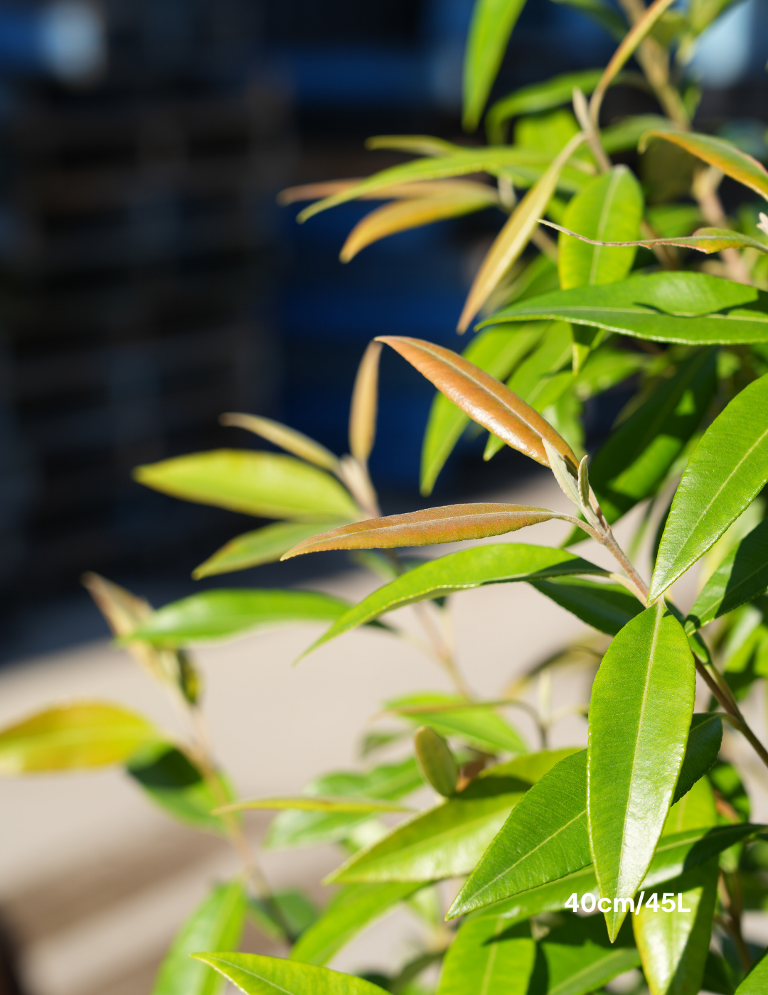 Backhousia citriodora - Lemon Myrtle - Evergreen Trees Direct