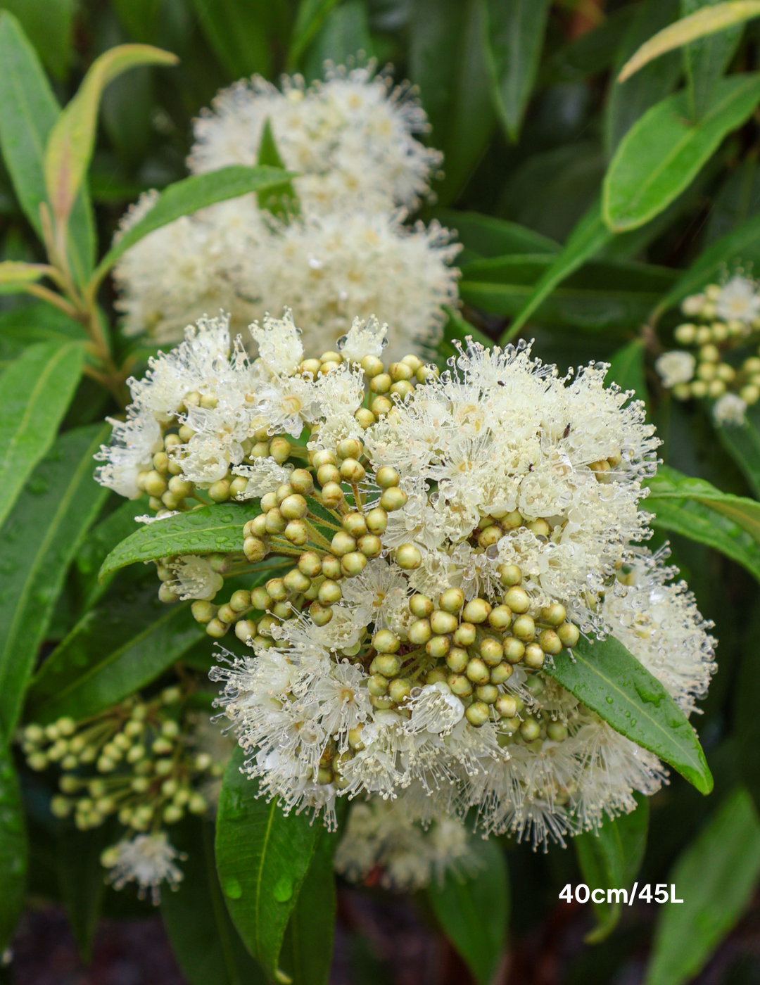 Backhousia citriodora - Lemon Myrtle - Evergreen Trees Direct