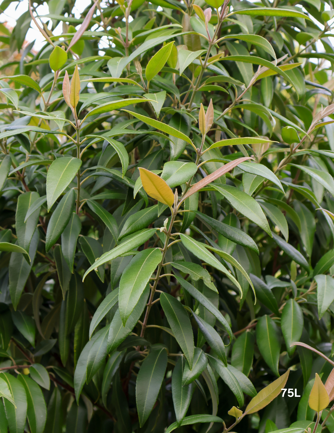 Backhousia citriodora - Lemon Myrtle - Evergreen Trees Direct