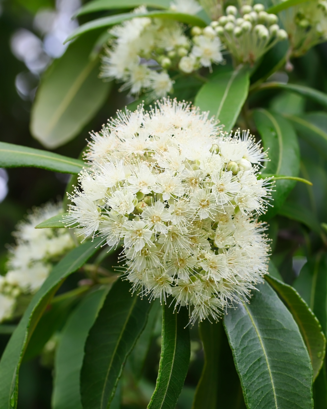 Backhousia citriodora Lemon Myrtle