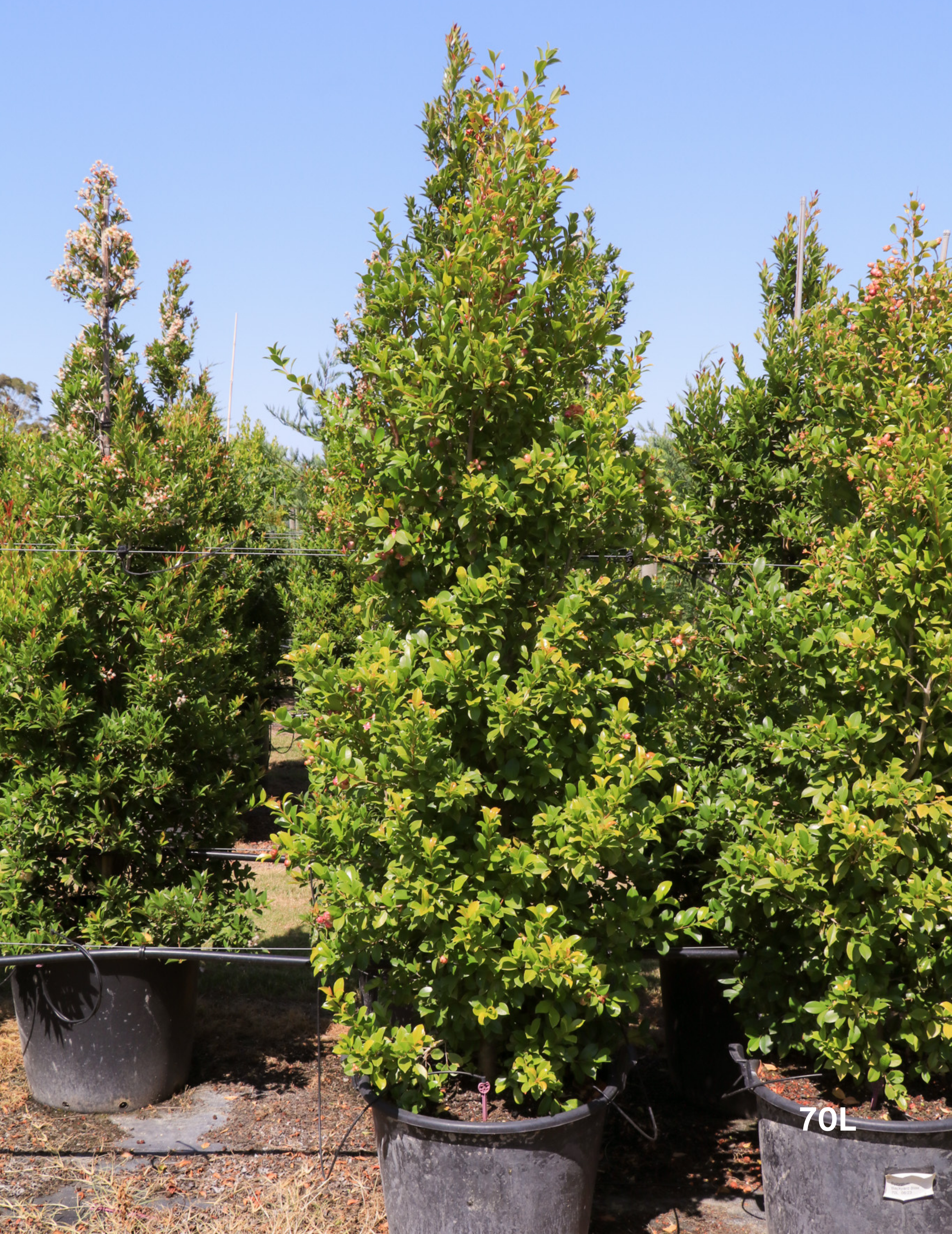 Syzygium paniculatum 'Backyard Bliss' - Lilly Pilly - Evergreen Trees Direct