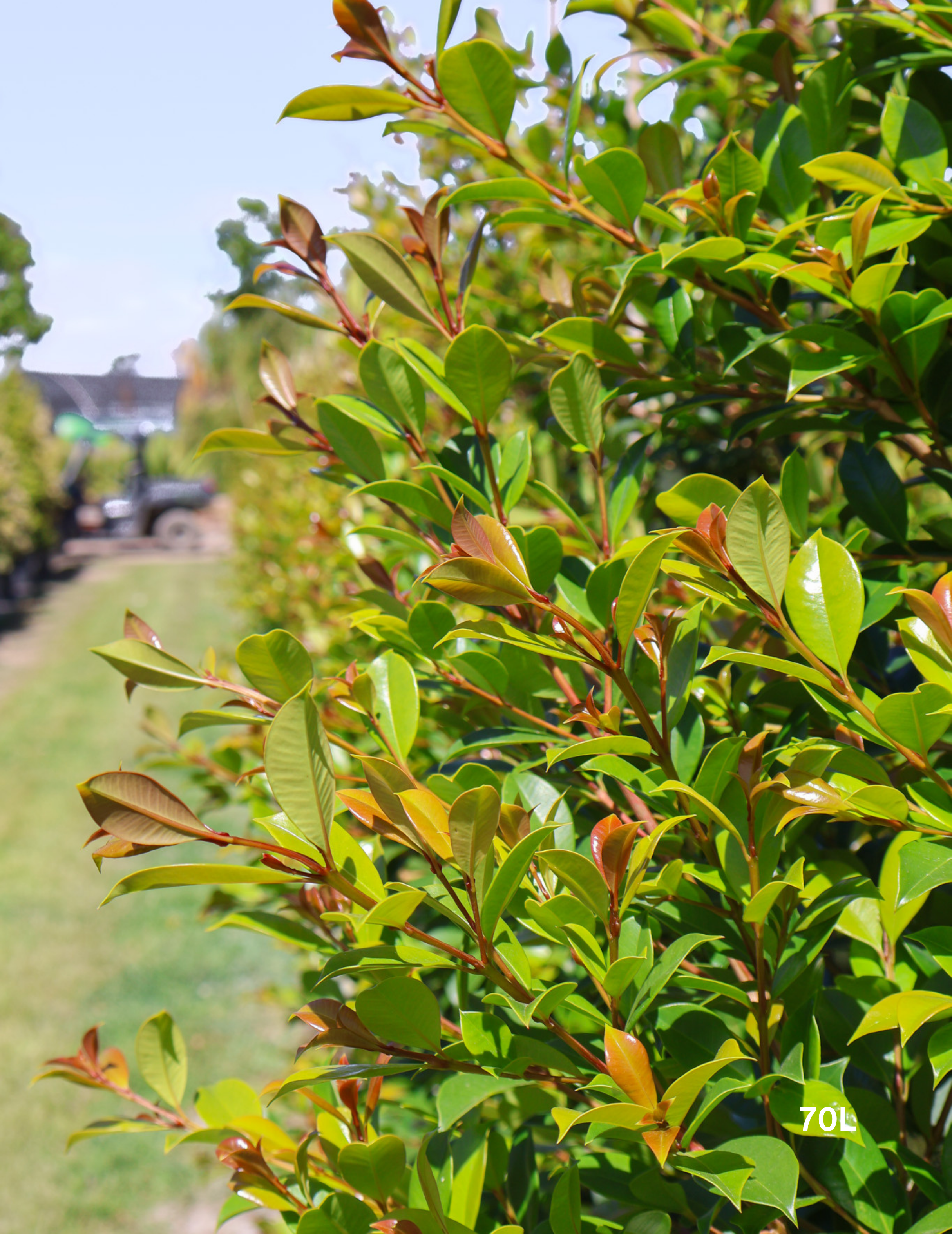 Syzygium paniculatum 'Backyard Bliss' - Lilly Pilly - Evergreen Trees Direct