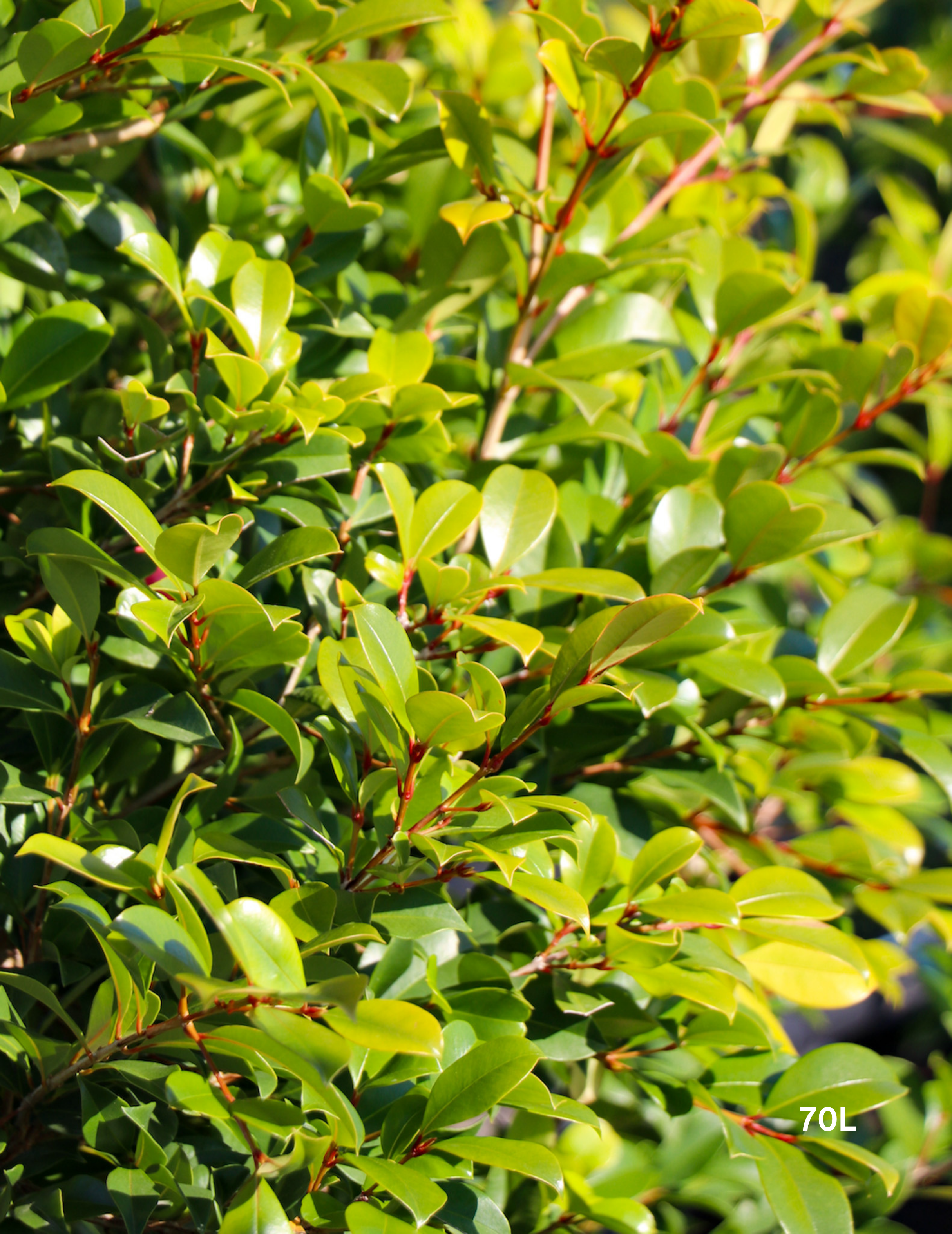 Syzygium paniculatum 'Backyard Bliss' - Lilly Pilly