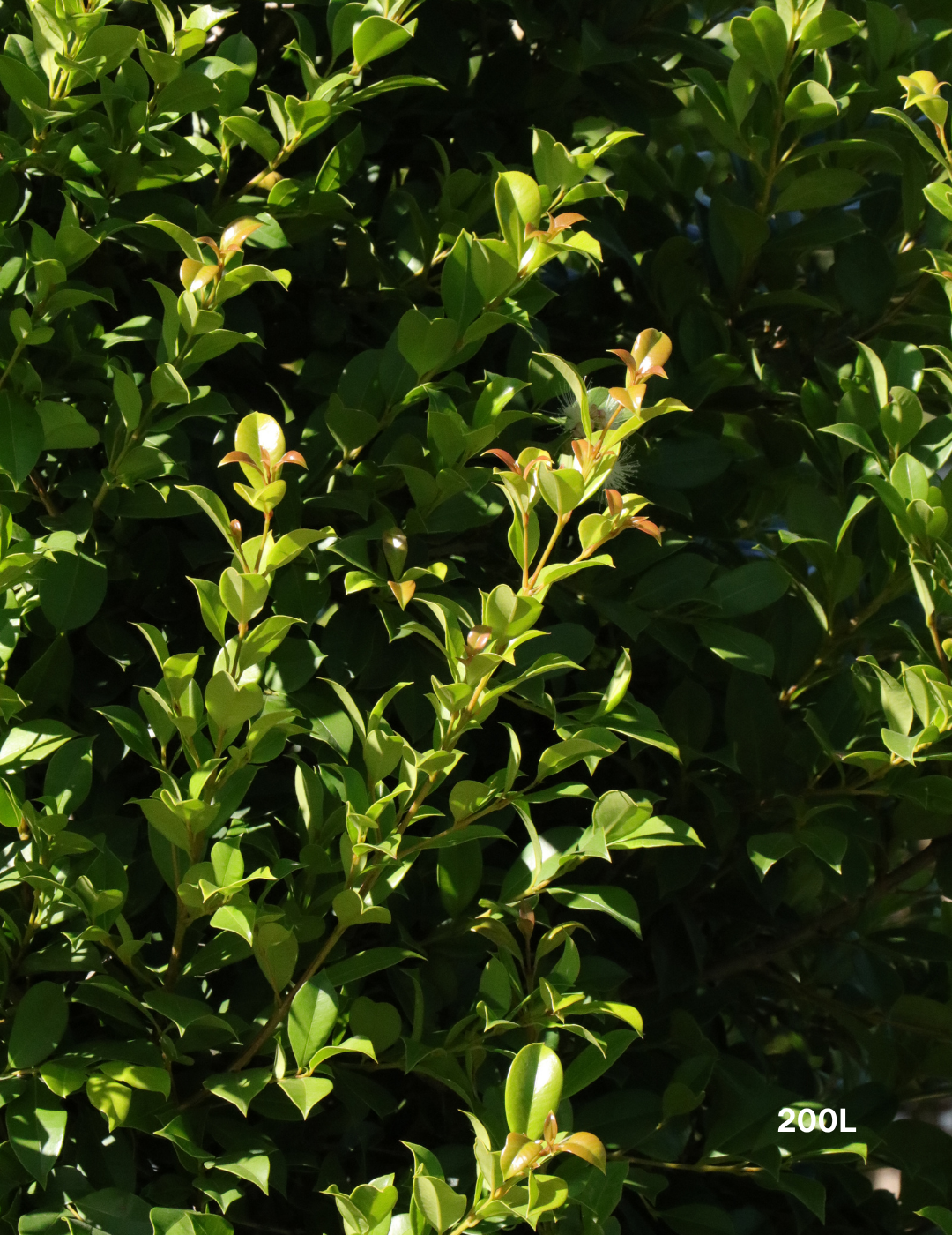 Syzygium paniculatum 'Backyard Bliss' - Lilly Pilly - Evergreen Trees Direct