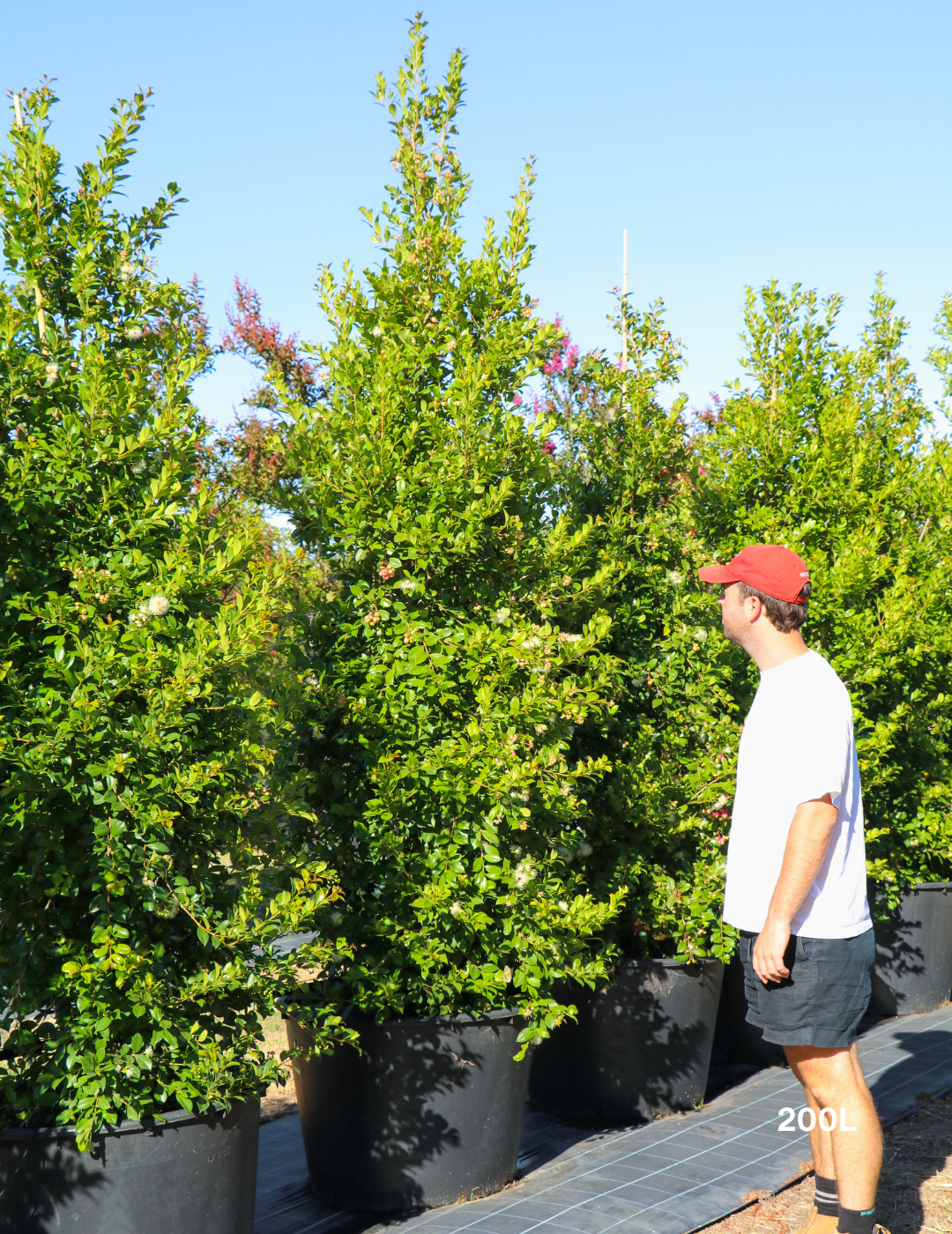 Syzygium paniculatum 'Backyard Bliss' - Lilly Pilly