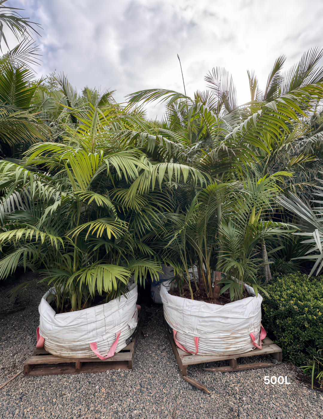 Archontophoenix cunninghamiana Bangalow Palm - Evergreen Trees Direct