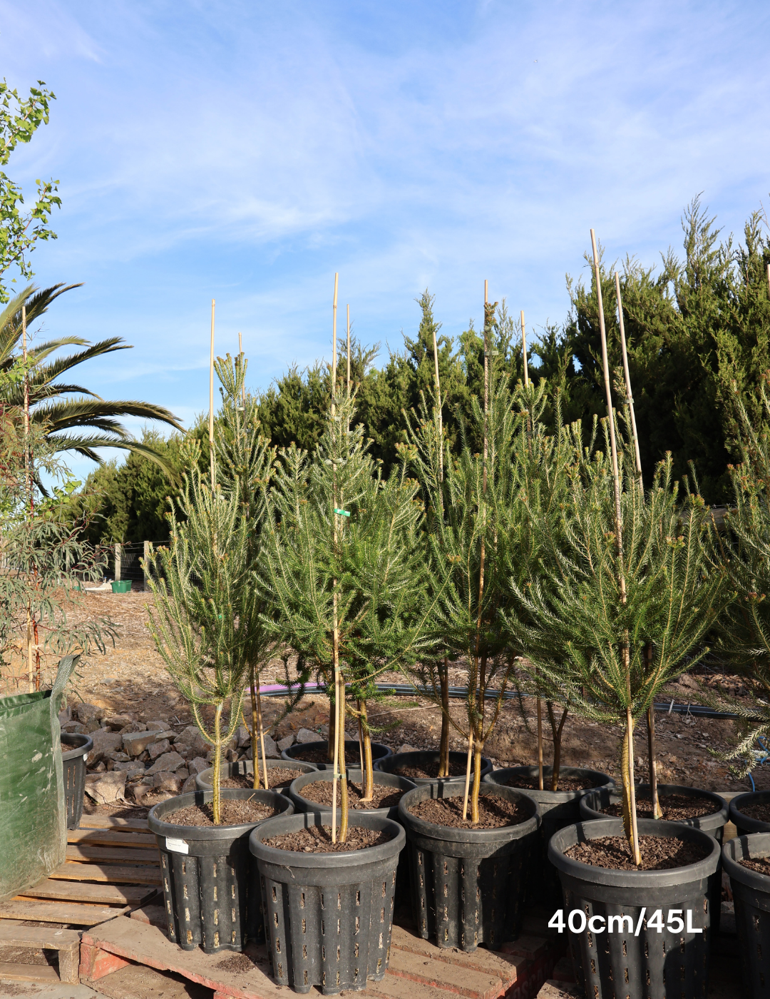 Banksia Ericafolia - Evergreen Trees Direct