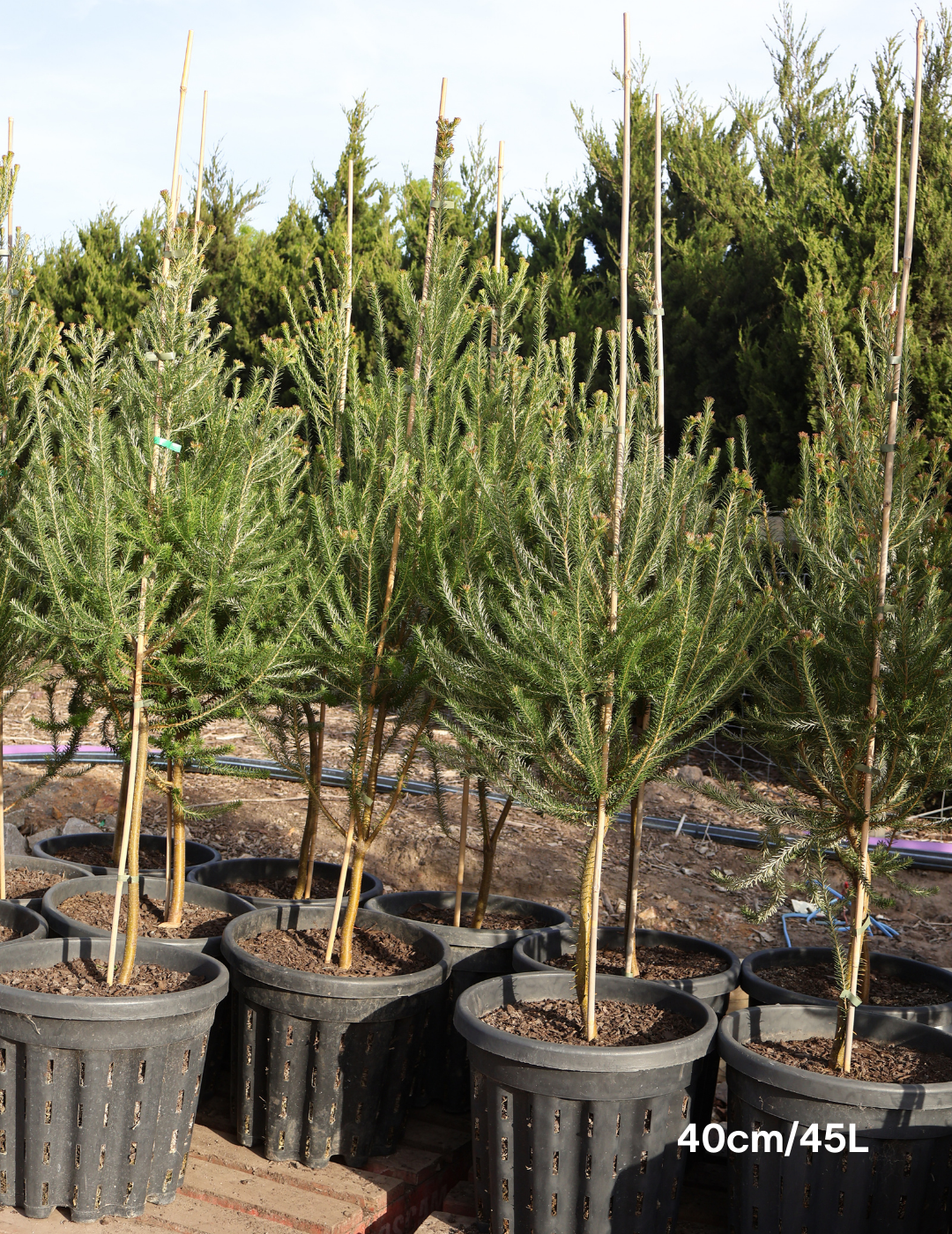 Banksia Ericafolia - Evergreen Trees Direct