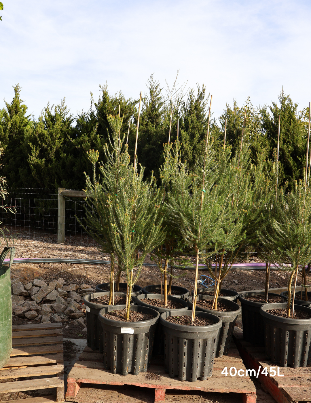 Banksia Ericafolia - Evergreen Trees Direct