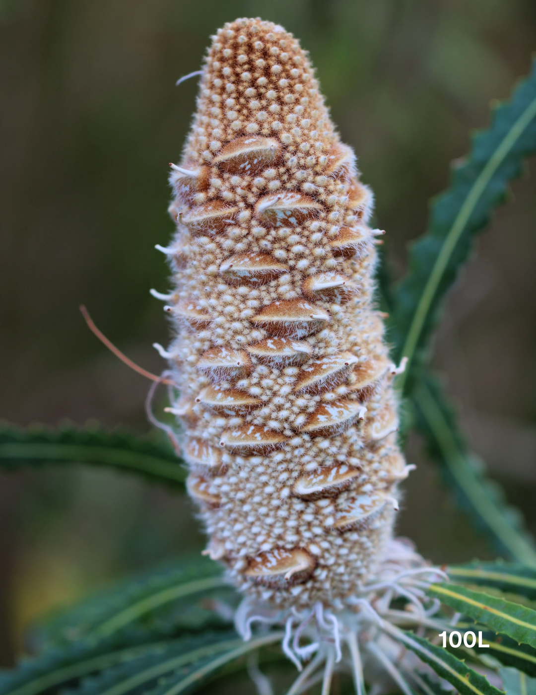 Banksia marginata - Evergreen Trees Direct